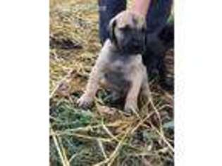 Great Dane Puppy for sale in Waverly, IL, USA