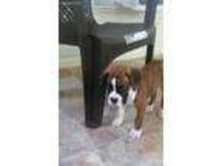 Boxer Puppy for sale in Raiford, FL, USA