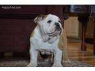 Bulldog Puppy for sale in Quitman, AR, USA