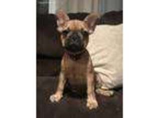 French Bulldog Puppy for sale in Mattoon, IL, USA