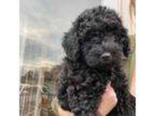 Labradoodle Puppy for sale in Stephens City, VA, USA