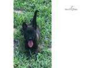 Belgian Malinois Puppy for sale in Beaumont, TX, USA