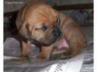 Boerboel Puppy for sale in Bristol, CT, USA