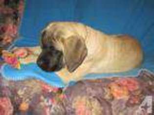 Mastiff Puppy for sale in DUNBAR, PA, USA