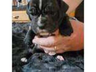 Olde English Bulldogge Puppy for sale in Gillett, PA, USA