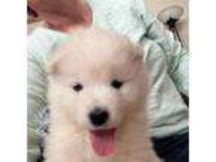 Samoyed Puppy for sale in Little Falls, MN, USA