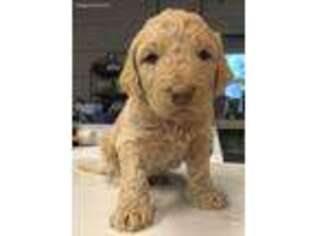Labradoodle Puppy for sale in Everett, WA, USA