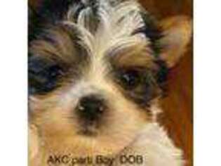 Yorkshire Terrier Puppy for sale in Griffin, GA, USA