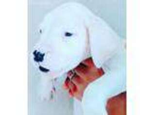 Dogo Argentino Puppy for sale in Bartow, FL, USA