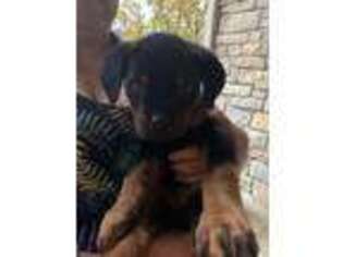 Rottweiler Puppy for sale in Cincinnati, OH, USA