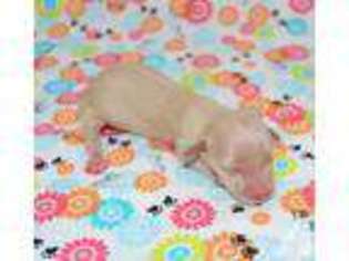 Dachshund Puppy for sale in YOUNGSTOWN, OH, USA