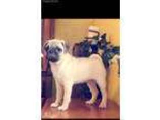 Pug Puppy for sale in New Haven, IN, USA