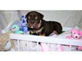 Medium Photo #1 Bulldog Puppy For Sale in New Windsor, NY, USA