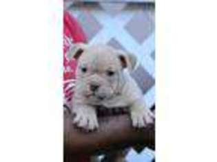 American Bulldog Puppy for sale in West Palm Beach, FL, USA