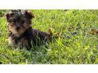 Yorkshire Terrier Puppy for sale in Bloomfield, IN, USA