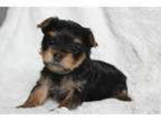 Yorkshire Terrier Puppy for sale in Bernville, PA, USA