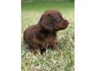 Dachshund Puppy for sale in Comanche, TX, USA