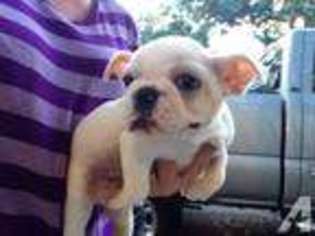 Mutt Puppy for sale in DOVER, FL, USA