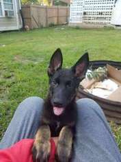 German Shepherd Dog Puppy for sale in Carbondale, IL, USA