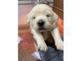 Mutt Puppy for sale in Hillsdale, IN, USA