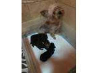 Yorkshire Terrier Puppy for sale in Corrales, NM, USA