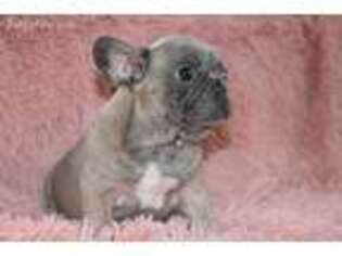 French Bulldog Puppy for sale in Richmond, CA, USA