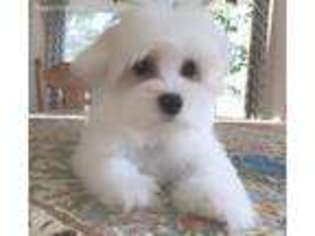 Bichon Frise Puppy for sale in Easley, SC, USA