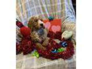 Mutt Puppy for sale in Potosi, MO, USA