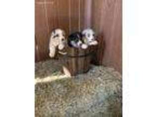 Australian Shepherd Puppy for sale in Paso Robles, CA, USA