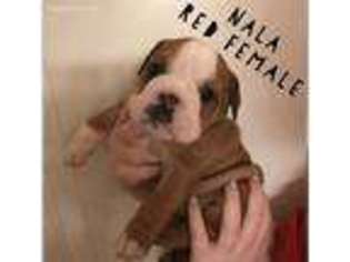 Bulldog Puppy for sale in Biloxi, MS, USA