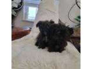 Brussels Griffon Puppy for sale in Fairview, UT, USA