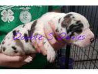Great Dane Puppy for sale in Pleasant Dale, NE, USA