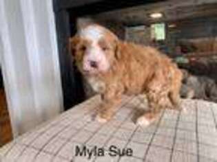 Mutt Puppy for sale in Montgomery, NY, USA