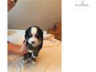Bernese Mountain Dog Puppy for sale in Lincoln, NE, USA