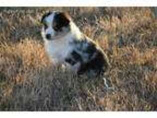 Miniature Australian Shepherd Puppy for sale in Locust Grove, OK, USA