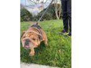 Bulldog Puppy for sale in Citrus Heights, CA, USA