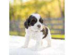 Cocker Spaniel Puppy for sale in Shanks, WV, USA