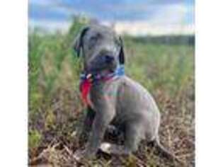 Great Dane Puppy for sale in Dodge, TX, USA