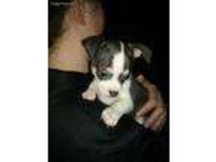 Chihuahua Puppy for sale in Cortland, NY, USA