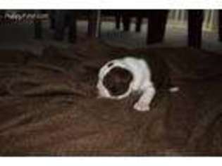 Boston Terrier Puppy for sale in Lakeville, MA, USA