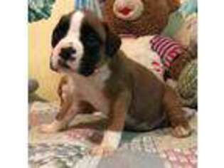 Boxer Puppy for sale in Woodbridge, NJ, USA