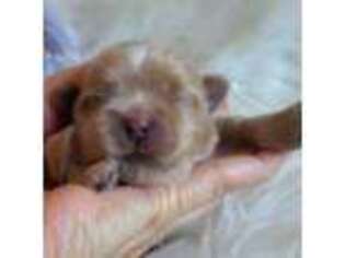 Mal-Shi Puppy for sale in Citrus Heights, CA, USA