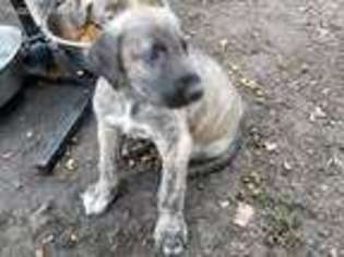 Irish Wolfhound Puppy for sale in Perryopolis, PA, USA