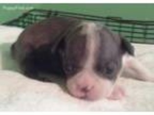 Border Terrier Puppy for sale in Danville, IL, USA