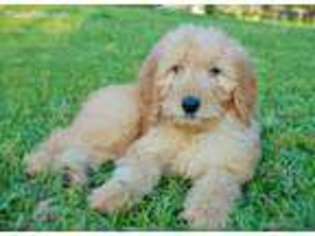 Goldendoodle Puppy for sale in Ozark, AL, USA