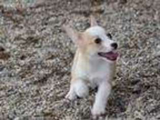 Pembroke Welsh Corgi Puppy for sale in Burleson, TX, USA