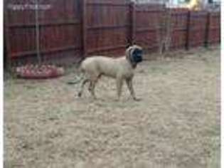 Mastiff Puppy for sale in Sedalia, MO, USA