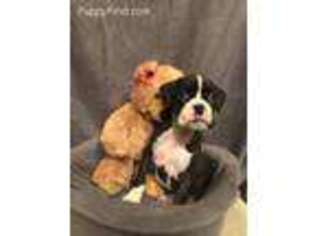 Boxer Puppy for sale in Harpursville, NY, USA