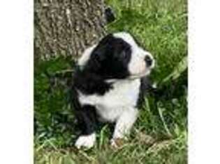 Border Collie Puppy for sale in Fate, TX, USA