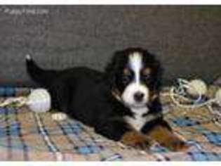 Bernese Mountain Dog Puppy for sale in El Dorado Springs, MO, USA